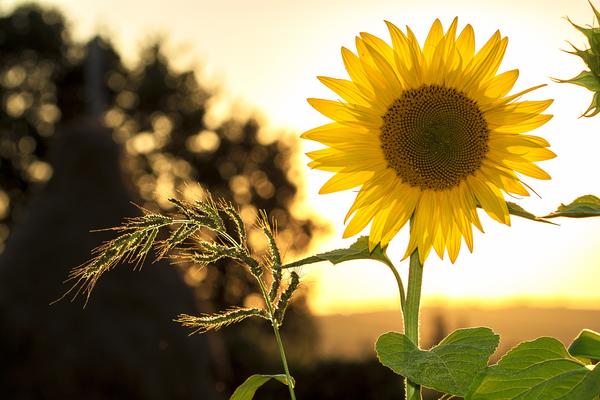 Sonnenblume // pixabay