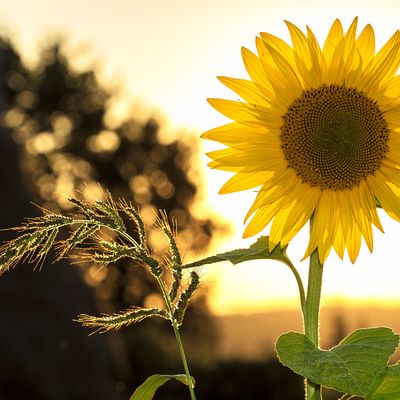 Sonnenblume // pixabay