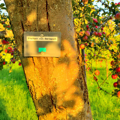 Projekt Wetterauer Ernte(n): Jetzt beginnt die Herbsternte auf den Streuobstwiesen